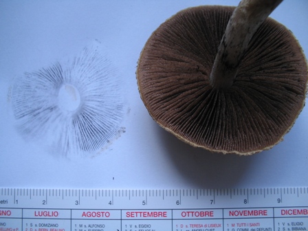 Ritrovamento in giardino